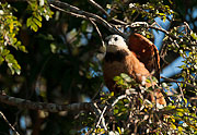 Picture 'Br1_1_01096 Eagle, Brazil'